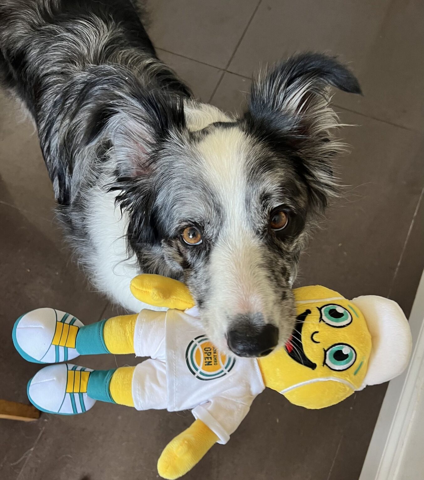 Brainy dogs “can work out how similar toys work – even when they dont look alike”